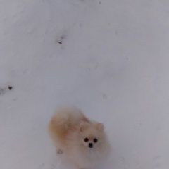 Подробнее об объявлении «Пропала собака девочка немецкий шпиц Дмитров» Фото: пропала собака Немецкий шпиц «Пропала собака девочка немецкий шпиц Дмитров» в г. Дмитров