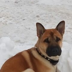 Подробнее об объявлении «Петропавловск-Камчатский Пропала собака кобель за вознаграждение» Фото: пропала собака  «Петропавловск-Камчатский Пропала собака кобель...» в г. Петропавловск-Камчатский