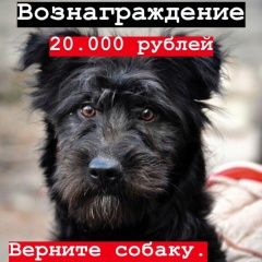 Подробнее об объявлении «Воронеж Пропала собака» Фото: пропала собака  «Воронеж Пропала собака» в г. Воронеж