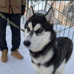 Подробнее об объявлении «Пропала собака кобель Северск» Фото: пропала собака Сибирская хаски «Пропала собака кобель Северск» в г. Северск