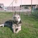 Подробнее об объявлении «Иваново Пропала собака помогите найти» Фото: пропала собака Восточно-европейская овчарка «Иваново Пропала собака помогите найти» в г. Иваново