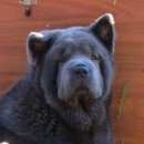 Подробнее об объявлении «Тюмень Пропала собака» Фото: пропала собака Чау-чау «Тюмень Пропала собака» в г. Тюмень