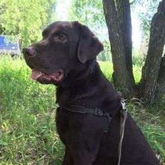 Подробнее об объявлении «Пропала собака кобель шоколадный лабрадор Самара» Фото: пропала собака Лабрадор ретривер «Пропала собака кобель шоколадный лабрадор Самара» в г. Самара