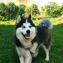 Подробнее об объявлении «Пропала собака кобель Нижний Новгород» Фото: пропала собака Сибирская хаски «Пропала собака кобель Нижний Новгород» в г. Нижний Новгород