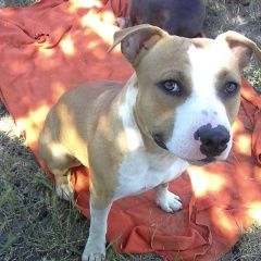 Подробнее об объявлении «Батайск Пропала собака кобель стаффордширский терьер» Фото: пропала собака Стаффордширский бультерьер «Батайск Пропала собака кобель стаффордширский...» в г. Батайск