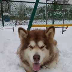 Подробнее об объявлении «Пропала собака Егорьевск» Фото: пропала собака  «Пропала собака Егорьевск» в г. Егорьевск