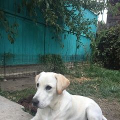Подробнее об объявлении «Волгоград Пропала собака кобель просим помочь   лабрадор палев» Фото: пропала собака Лабрадор ретривер «Волгоград Пропала собака кобель просим помочь...» в г. Волгоград
