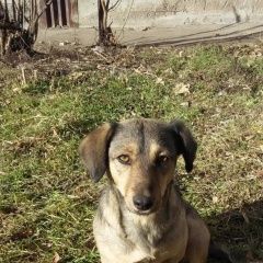 Подробнее об объявлении «Пропала собака город   Владикавказ» Фото: пропала собака  «Пропала собака город   Владикавказ» в г. Владикавказ