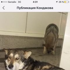 Подробнее об объявлении «Пропала собака кобель Москва» Фото: пропала собака  «Пропала собака кобель Москва» в г. Москва
