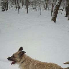 Подробнее об объявлении «Пропала собака Нижний Новгород» Фото: пропала собака  «Пропала собака Нижний Новгород» в г. Нижний Новгород