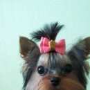 Подробнее об объявлении «Анапа Пропала собака йоркширский терьер (мини)» Фото: пропала собака Йоркширский терьер «Анапа Пропала собака йоркширский терьер (мини)» в г. Анапа