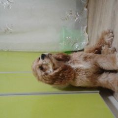 Подробнее об объявлении «Пропала собака кобель Чебоксары» Фото: пропала собака  «Пропала собака кобель Чебоксары» в г. Чебоксары