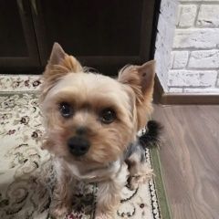 Подробнее об объявлении «Лобня Пропала собака кобель вознаграждение гарантировано» Фото: пропала собака Йоркширский терьер «Лобня Пропала собака кобель вознаграждение...» в г. Лобня