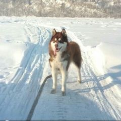 Подробнее об объявлении «Пропала собака кобель Новокузнецк» Фото: пропала собака Сибирская хаски «Пропала собака кобель Новокузнецк» в г. Новокузнецк