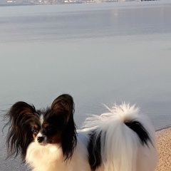 Подробнее об объявлении «Пропала собака вознаграждение.. руб Симферополь» Фото: пропала собака  «Пропала собака вознаграждение.. руб Симферополь» в г. Симферополь