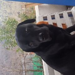 Подробнее об объявлении «Пропала собака кобель черный лабрадор Адлер» Фото: пропала собака  «Пропала собака кобель черный лабрадор Адлер» в г. Адлер