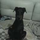 Подробнее об объявлении «Воронеж Пропала собака прошу найдись» Фото: пропала собака Доберман «Воронеж Пропала собака прошу найдись» в г. Воронеж