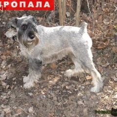Подробнее об объявлении «Пропала собака кобель мительшнауцер Самара» Фото: пропала собака Миттельшнауцер «Пропала собака кобель мительшнауцер Самара» в г. Самара