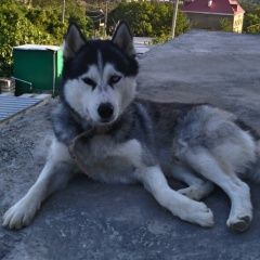 Подробнее об объявлении «Пропала собака кобель хаски Геленджик» Фото: пропала собака Сибирская хаски «Пропала собака кобель хаски Геленджик» в г. Геленджик