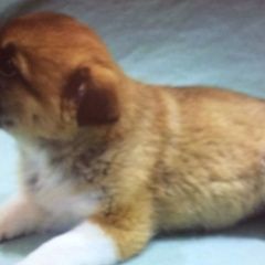 Подробнее об объявлении «Бердск Пропала собака» Фото: пропала собака  «Бердск Пропала собака» в г. Бердск