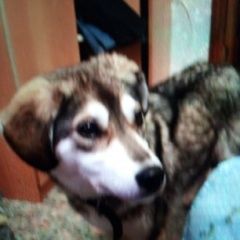 Подробнее об объявлении «Пропала собака похожа на метиса лайки Нижний Новгород» Фото: пропала собака  «Пропала собака похожа на метиса лайки Нижний...» в г. Нижний Новгород