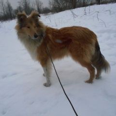 Подробнее об объявлении «Апатиты Пропала собака кобель колли» Фото: пропала собака Колли «Апатиты Пропала собака кобель колли» в г. Апатиты