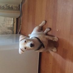 Подробнее об объявлении «Пропала собака кобель Королев» Фото: пропала собака Джек рассел терьер «Пропала собака кобель Королев» в г. Королев