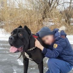 Подробнее об объявлении «Астрахань Пропала собака кобель» Фото: пропала собака  «Астрахань Пропала собака кобель» в г. Астрахань