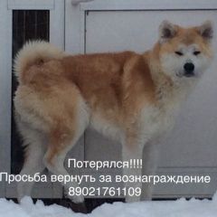 Подробнее об объявлении «Иркутск Пропала собака кобель» Фото: пропала собака Акита-ину «Иркутск Пропала собака кобель» в г. Иркутск