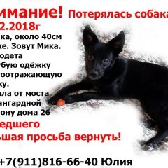 Подробнее об объявлении «Пропала собака 26.02.2018 Санкт-Петербург» Фото: пропала собака  «Пропала собака 26.02.2018 Санкт-Петербург» в г. Санкт-Петербург