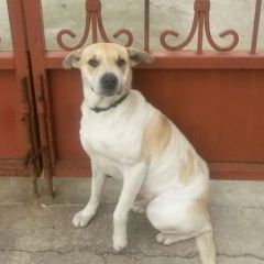 Подробнее об объявлении «Анапа Пропала собака в чембурке» Фото: пропала собака  «Анапа Пропала собака в чембурке» в г. Анапа