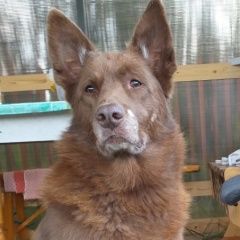 Подробнее об объявлении «Вологда Пропала собака» Фото: пропала собака  «Вологда Пропала собака» в г. Вологда