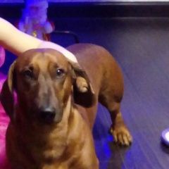 Подробнее об объявлении «Пропала собака кобель Гулькевичи» Фото: пропала собака Такса «Пропала собака кобель Гулькевичи» в г. Гулькевичи