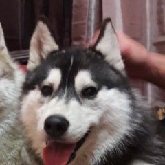 Подробнее об объявлении «Краснодар Пропала собака» Фото: пропала собака Сибирская хаски «Краснодар Пропала собака» в г. Краснодар