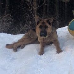 Подробнее об объявлении «Пропала собака немецкая овчарка Красноярск» Фото: пропала собака Немецкая овчарка «Пропала собака немецкая овчарка Красноярск» в г. Красноярск