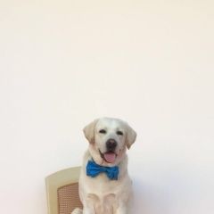 Подробнее об объявлении «Анапа Пропала собака кобель лабрадор витязево» Фото: пропала собака Лабрадор ретривер «Анапа Пропала собака кобель лабрадор витязево» в г. Анапа