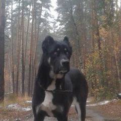 Подробнее об объявлении «Пропала собака алабай, некрасовка Москва» Фото: пропала собака Среднеазиатская овчарка «Пропала собака алабай, некрасовка Москва» в г. Москва
