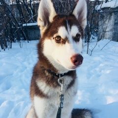 Подробнее об объявлении «Пропала собака кобель породы хаски. 4 декабря 2017г. Белово» Фото: пропала собака Сибирская хаски «Пропала собака кобель породы хаски. 4 декабря...» в г. Белово