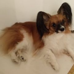 Подробнее об объявлении «Пропала собака папильон (папийон) девочка Москва» Фото: пропала собака Папильон ( папийон) «Пропала собака папильон (папийон) девочка Москва» в г. Москва