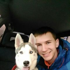 Подробнее об объявлении «Калининград (Кенигсберг) Пропала собака» Фото: пропала собака Сибирская хаски «Калининград (Кенигсберг) Пропала собака» в г. Калининград (Кенигсберг)