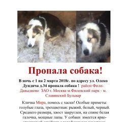 Подробнее об объявлении «Пропала собака Москва» Фото: пропала собака  «Пропала собака Москва» в г. Москва