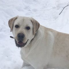 Подробнее об объявлении «Пропала собака кобель лабрадор Троицк» Фото: пропала собака Лабрадор ретривер «Пропала собака кобель лабрадор Троицк» в г. Троицк