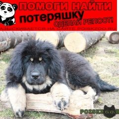 Подробнее об объявлении «Пропала собака Новоуральск» Фото: пропала собака Тибетский мастифф «Пропала собака Новоуральск» в г. Новоуральск