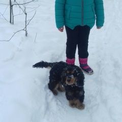 Подробнее об объявлении «Пропала собака кобель Электросталь» Фото: пропала собака Английский кокер-спаниель «Пропала собака кобель Электросталь» в г. Электросталь