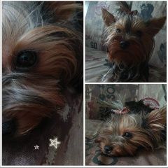 Подробнее об объявлении «Пропала собака Дзержинск» Фото: пропала собака Йоркширский терьер «Пропала собака Дзержинск» в г. Дзержинск