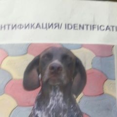 Подробнее об объявлении «Анапа Пропала собака» Фото: пропала собака Курцхаар «Анапа Пропала собака» в г. Анапа
