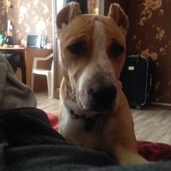 Подробнее об объявлении «Пропала собака кобель Адлер» Фото: пропала собака Стаффордширский бультерьер «Пропала собака кобель Адлер» в г. Адлер