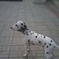 Подробнее об объявлении «Нарофоминск Пропала собака кобель помогаю информационно» Фото: пропала собака Далматин «Нарофоминск Пропала собака кобель помогаю...» в г. Нарофоминск