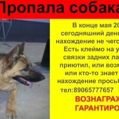 Подробнее об объявлении «Пропала собака Курск» Фото: пропала собака Немецкая овчарка «Пропала собака Курск» в г. Курск