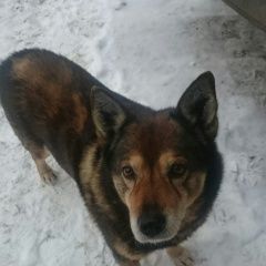 Подробнее об объявлении «Пропала собака кобель Санкт-Петербург» Фото: пропала собака  «Пропала собака кобель Санкт-Петербург» в г. Санкт-Петербург